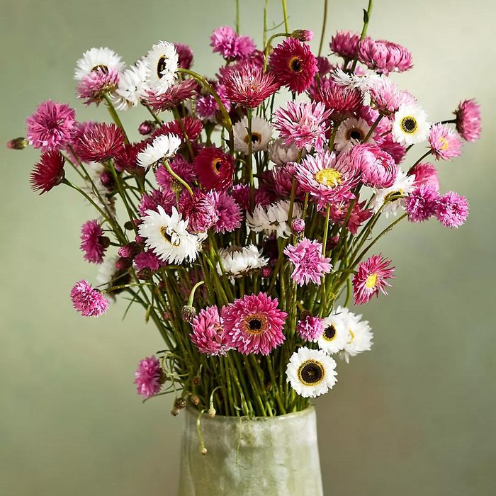 Flowers bloom vibrantly in a vase, showcasing pink and white hues against a soft green background.