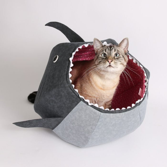 Cat sitting inside a plush shark-shaped pet bed, surrounded by a plain white background.