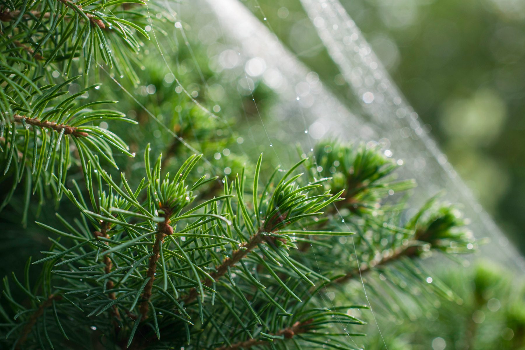 Pine branches glisten with dew, covered in delicate spider webs, set against a softly blurred natural background.
