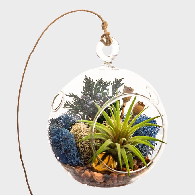 Air Plant Terrarium Kit
