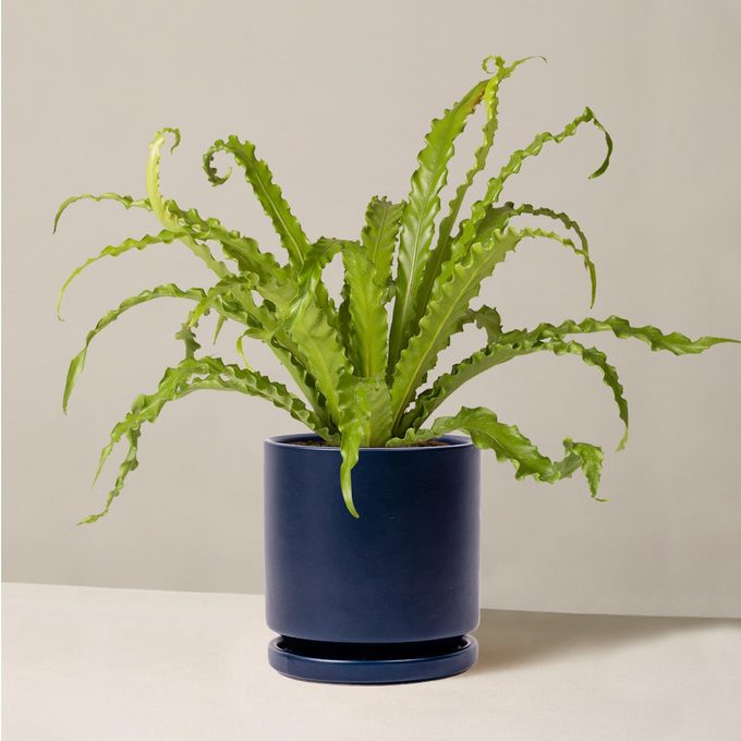 Bird’s Nest Fern