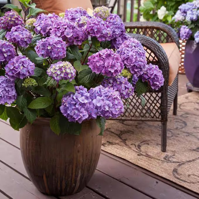 Bloomstruck Reblooming Hydrangea Flowering Shrub Via Homedepot.com