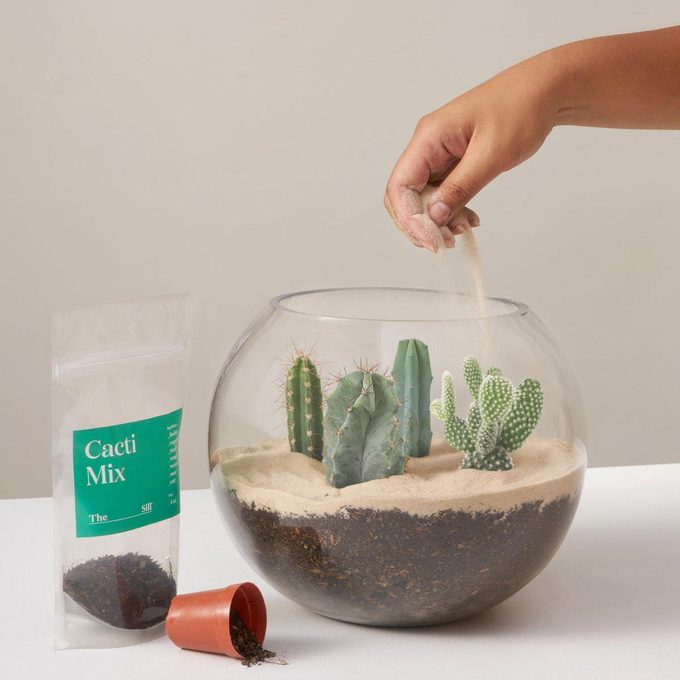 Diy Terrarium Kit Via Thesill.com