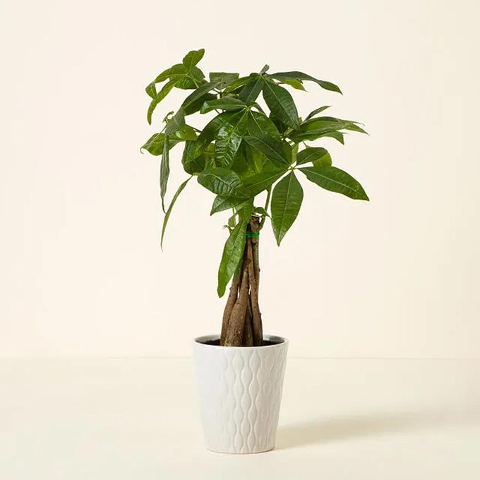 Good Luck Money Tree Via Uncommongoods.com