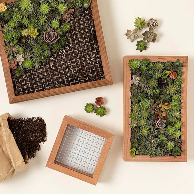 Living Art Succulent Diy Kit