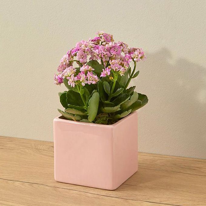 Love Blossom Via Bouqs.com