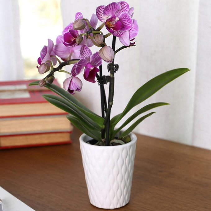 Mini Orchid Via Thesill.com
