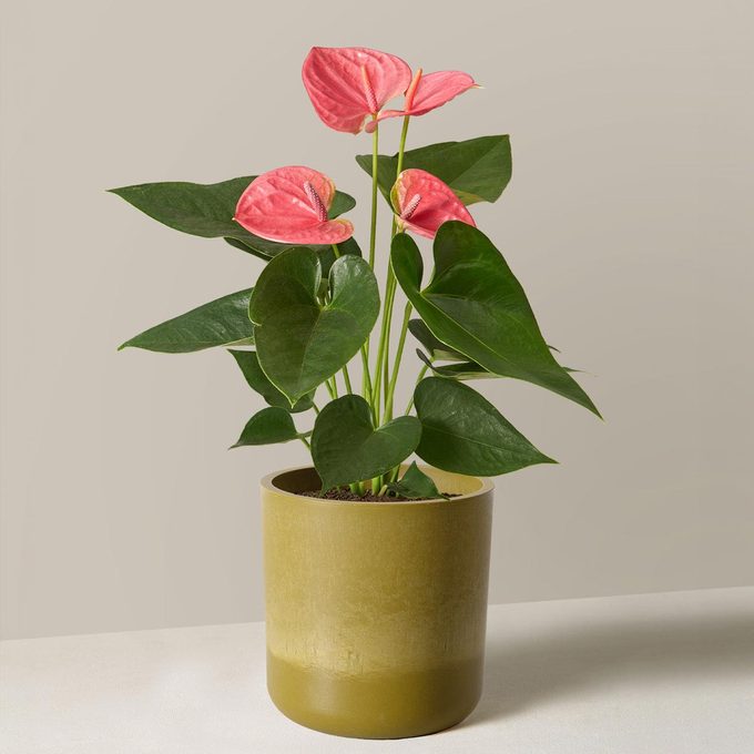 Pink Anthurium