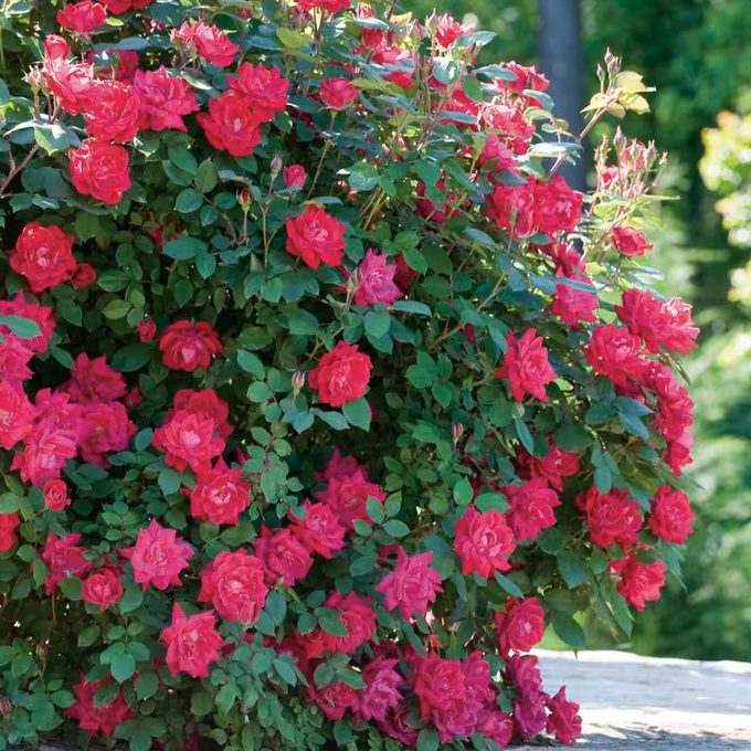Red Double Knock Out Rose Bush With Red Flowers Via Homedepot.com