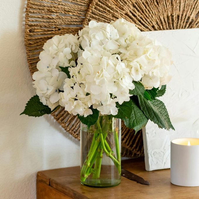 White Symphony Hydrangea