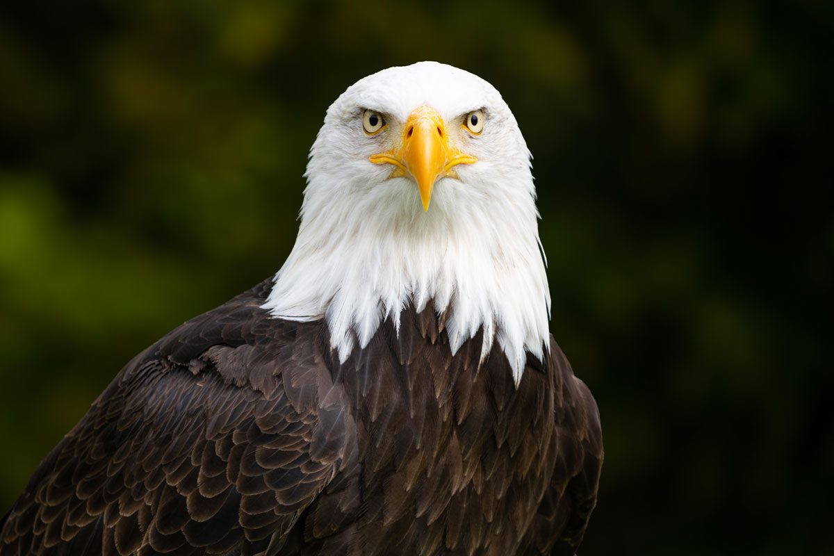 Bald Eagle With Blurred Green Background