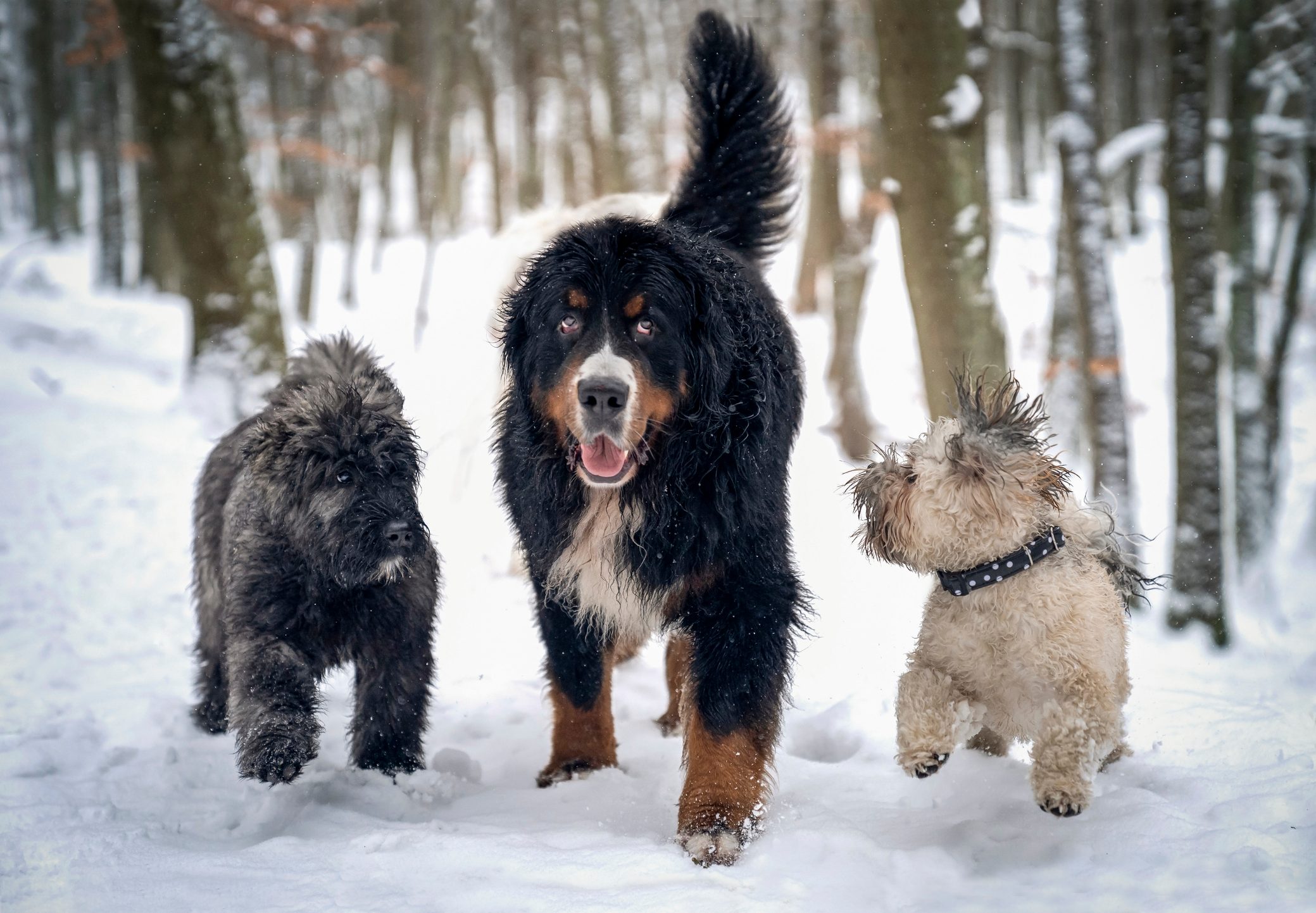 Three Dogs During A Winter Walk