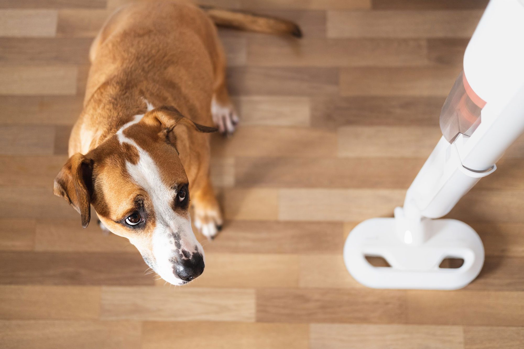 Dog looks at a vacuum cleaner, puppy is afraid of a loud vacuum cleaner
