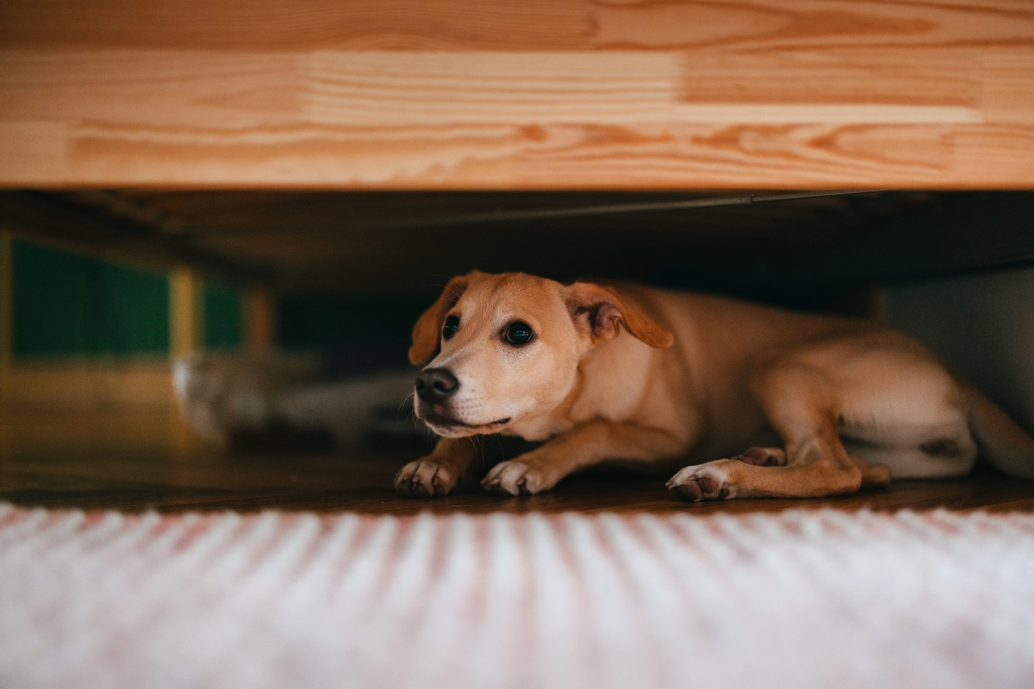 Why Are Dogs So Scared of Thunder?