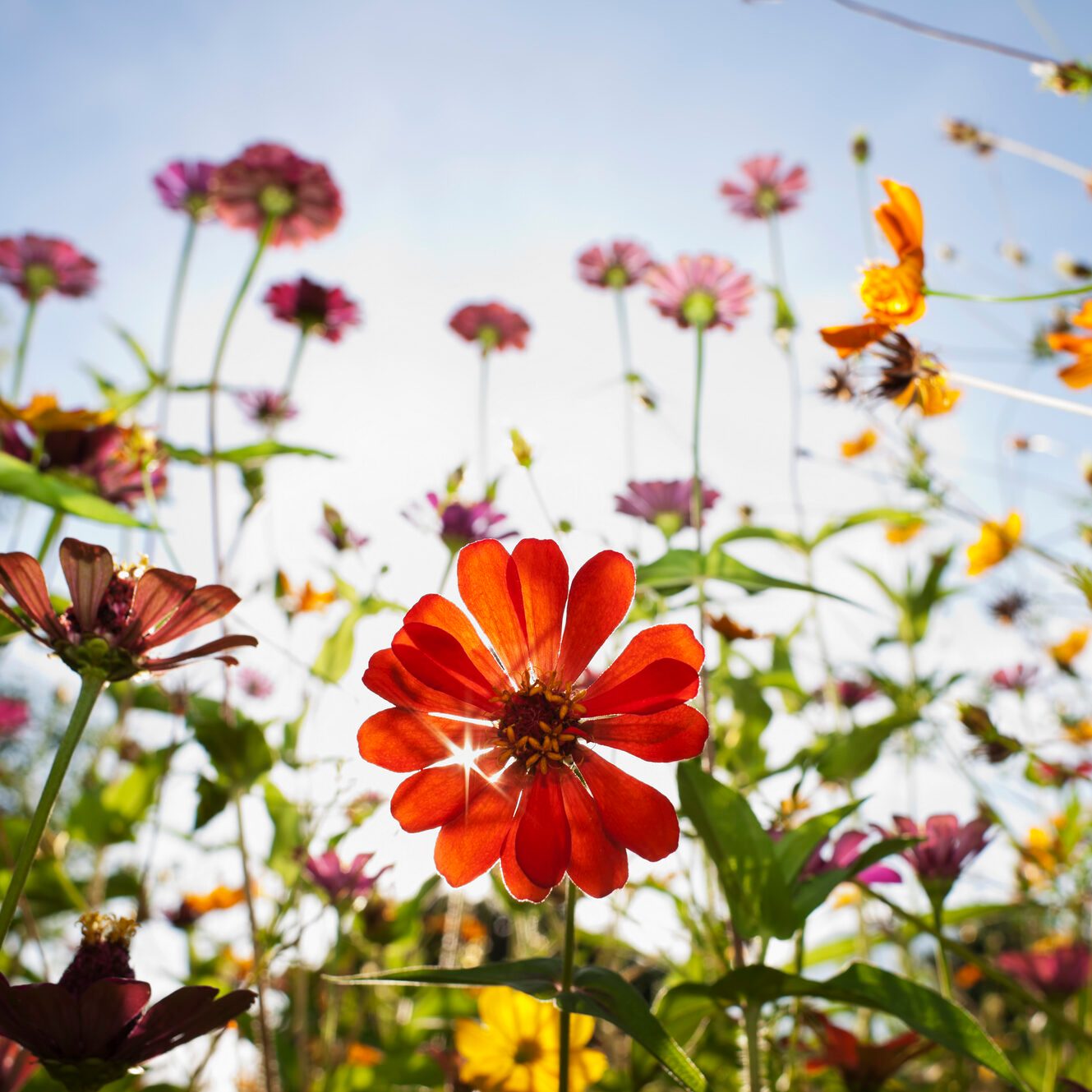 These Are the Most Popular Flowers in Every State