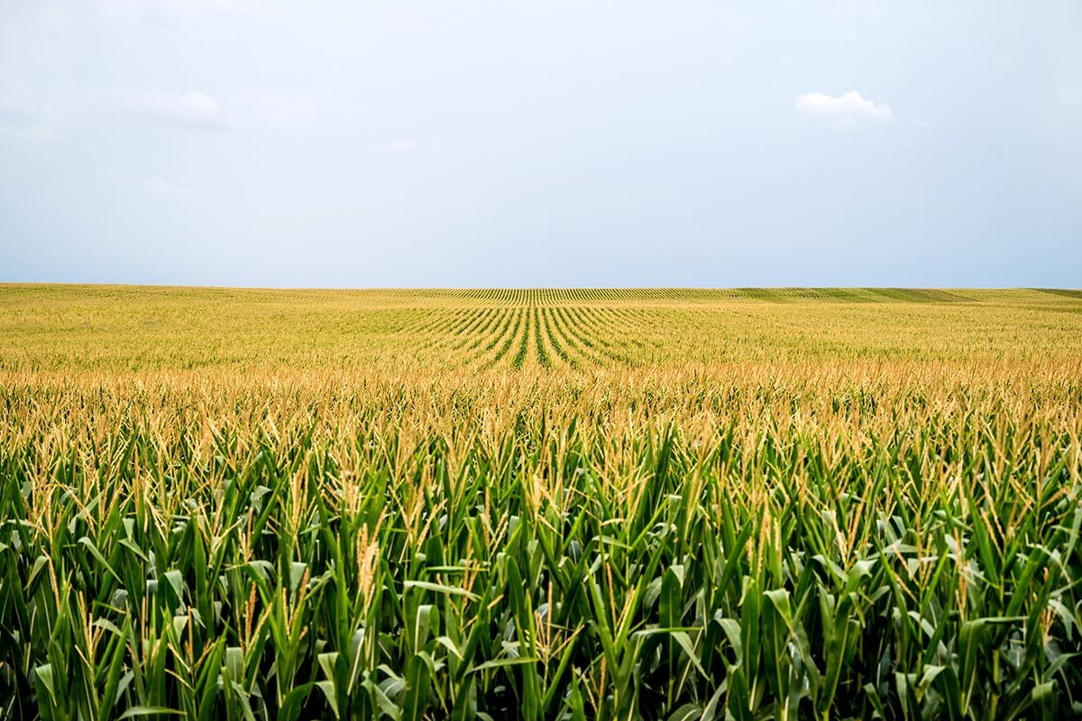 A field of corn at dusk