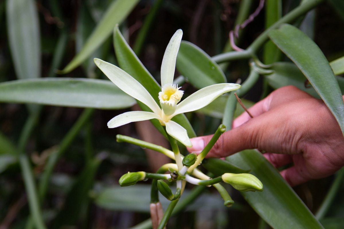 close up of vanilla bean orchid